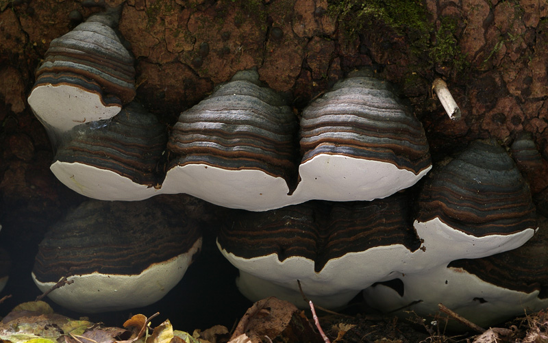 Fomitopsis pinicola